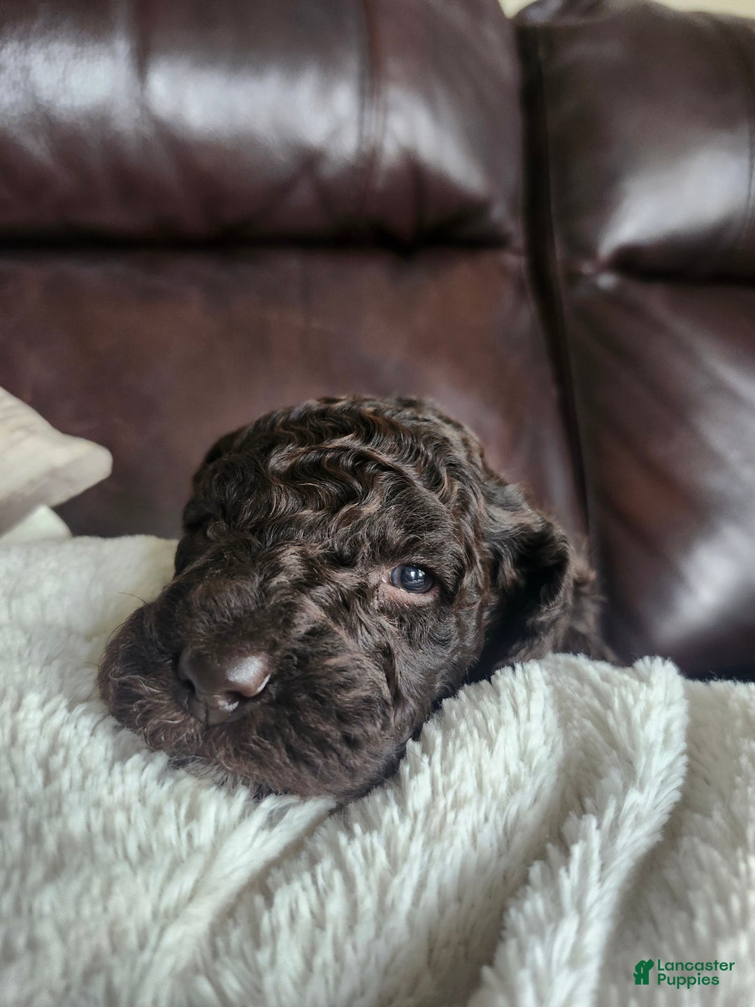 Labradoodle dogs for sale: Ginger - Ad 2