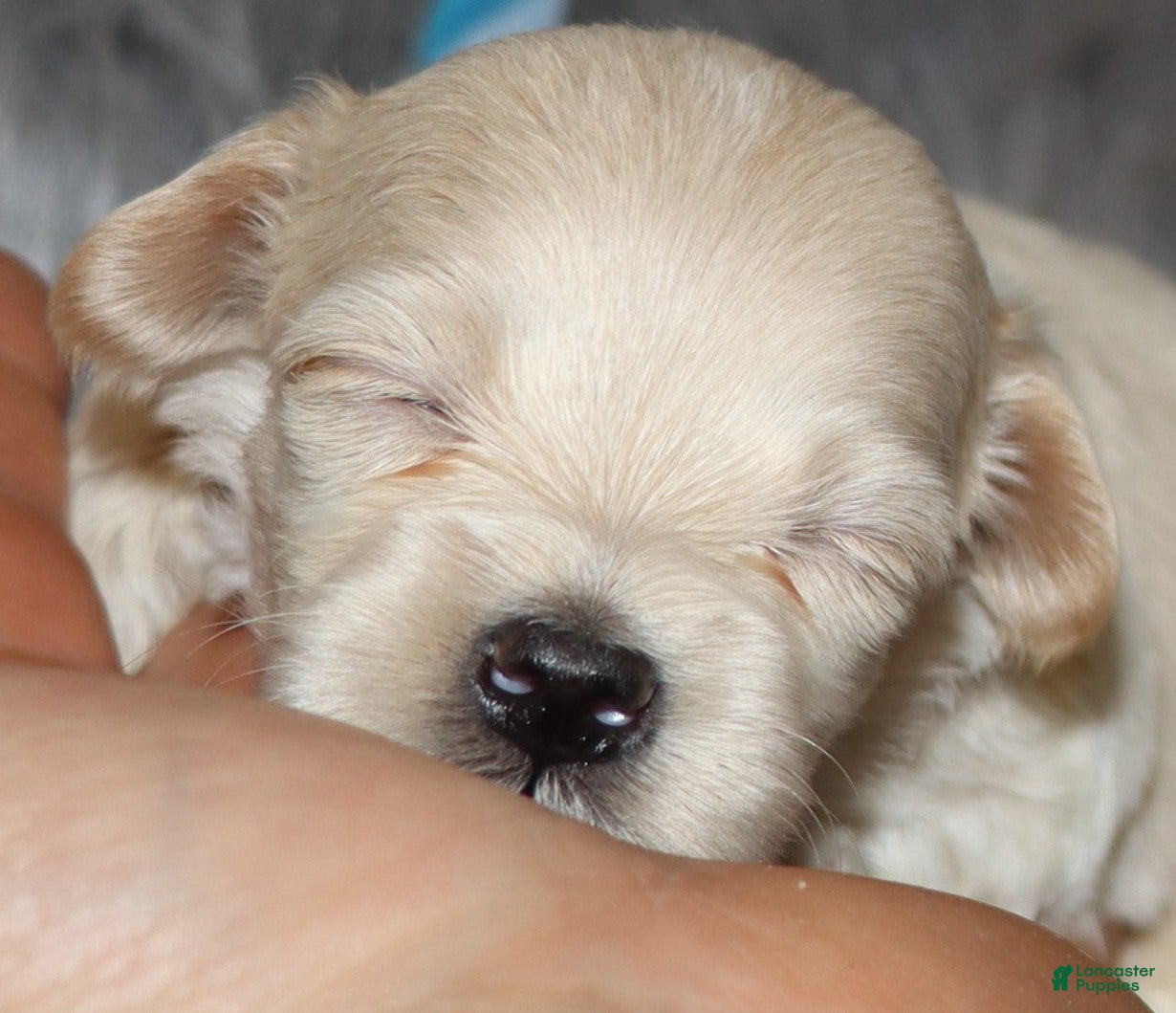 Havapoo dogs Pinto 💙 Toy/Miniature - Ad 1