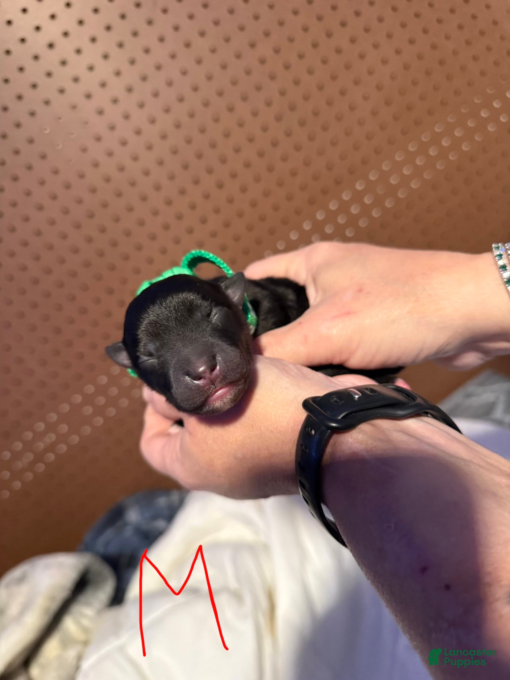 Mixed Breed dogs Mixed Breed Puppy 4 - Ad 18