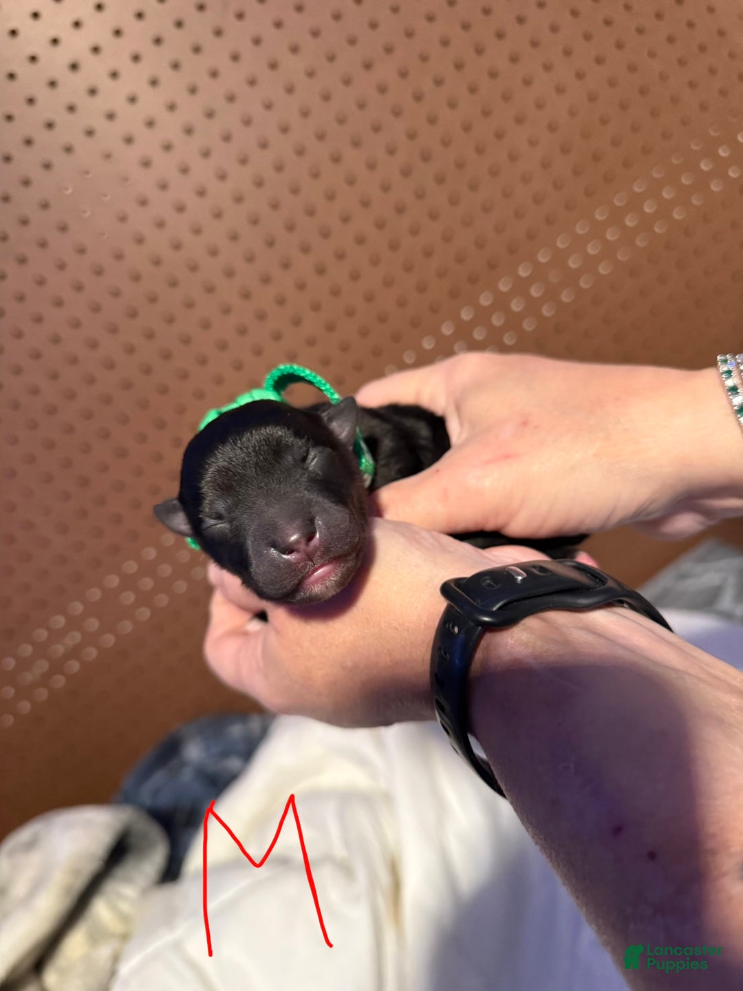 Mixed Breed dogs for sale: Mixed Breed Puppy 4 - Ad 1