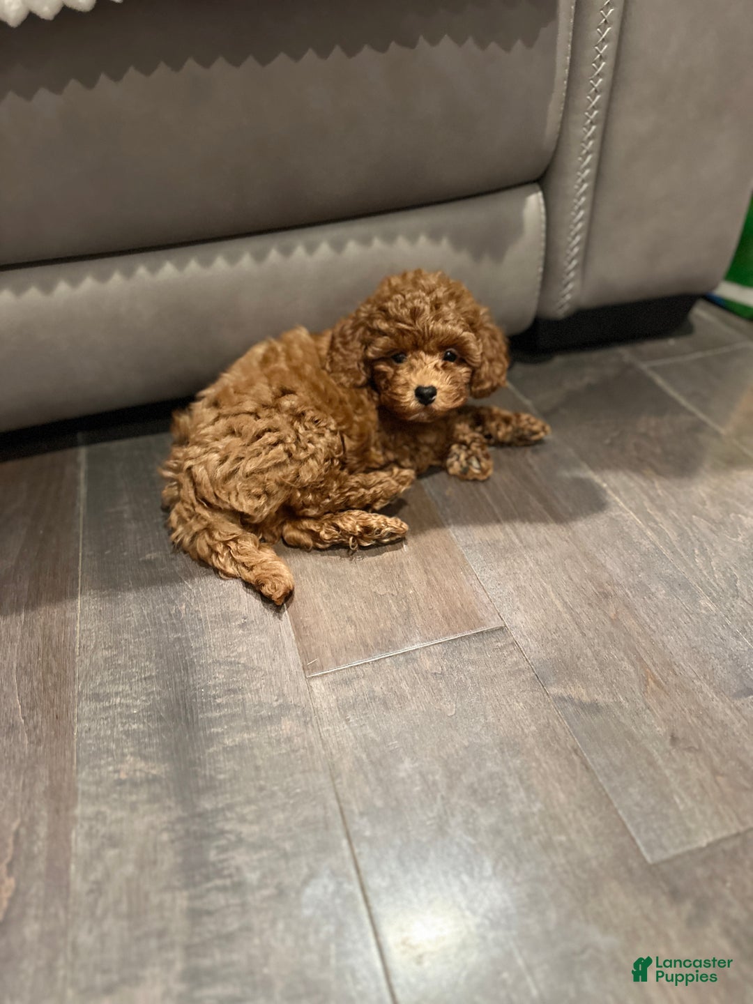 Toy Poodle dogs for sale: Jayden- Teacup/Toy Genetically TESTED - Ad 5