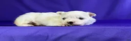 Maltipom dogs for sale: Daffodil - Ad 4