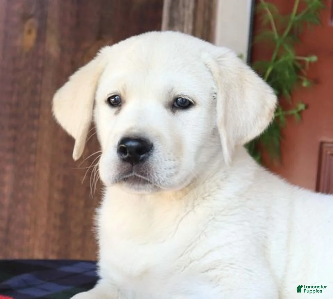 Labrador Retriever dogs for sale: Axel - champion lines - Ad 1