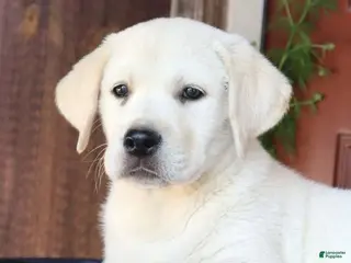 Labrador Retriever dogs for sale: Axel - champion lines - Ad 4