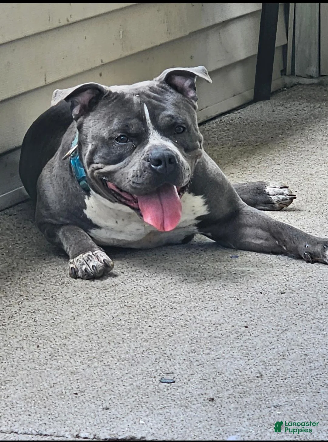 American Bully dogs for sale: American Bully 1 - Ad 3