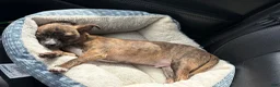 Mixed Breed dogs for sale: Mixed Breed 1 - Ad 2