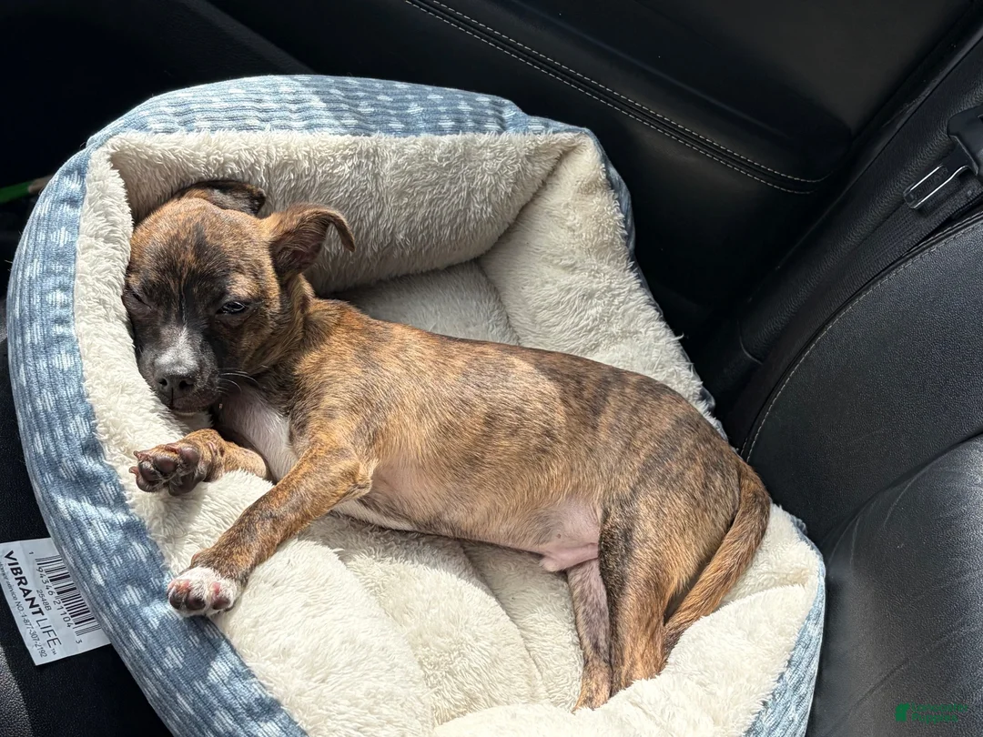 Mixed Breed dogs for sale: Mixed Breed 1 - Ad 2