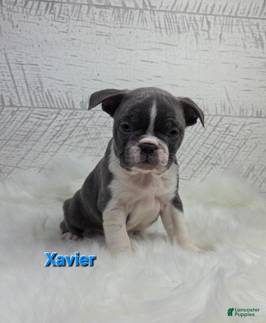 Frenchton dogs for sale: Xavier  - Ad 8