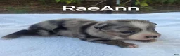 Australian Shepherd dogs for sale: RaeAnn - Ad 7