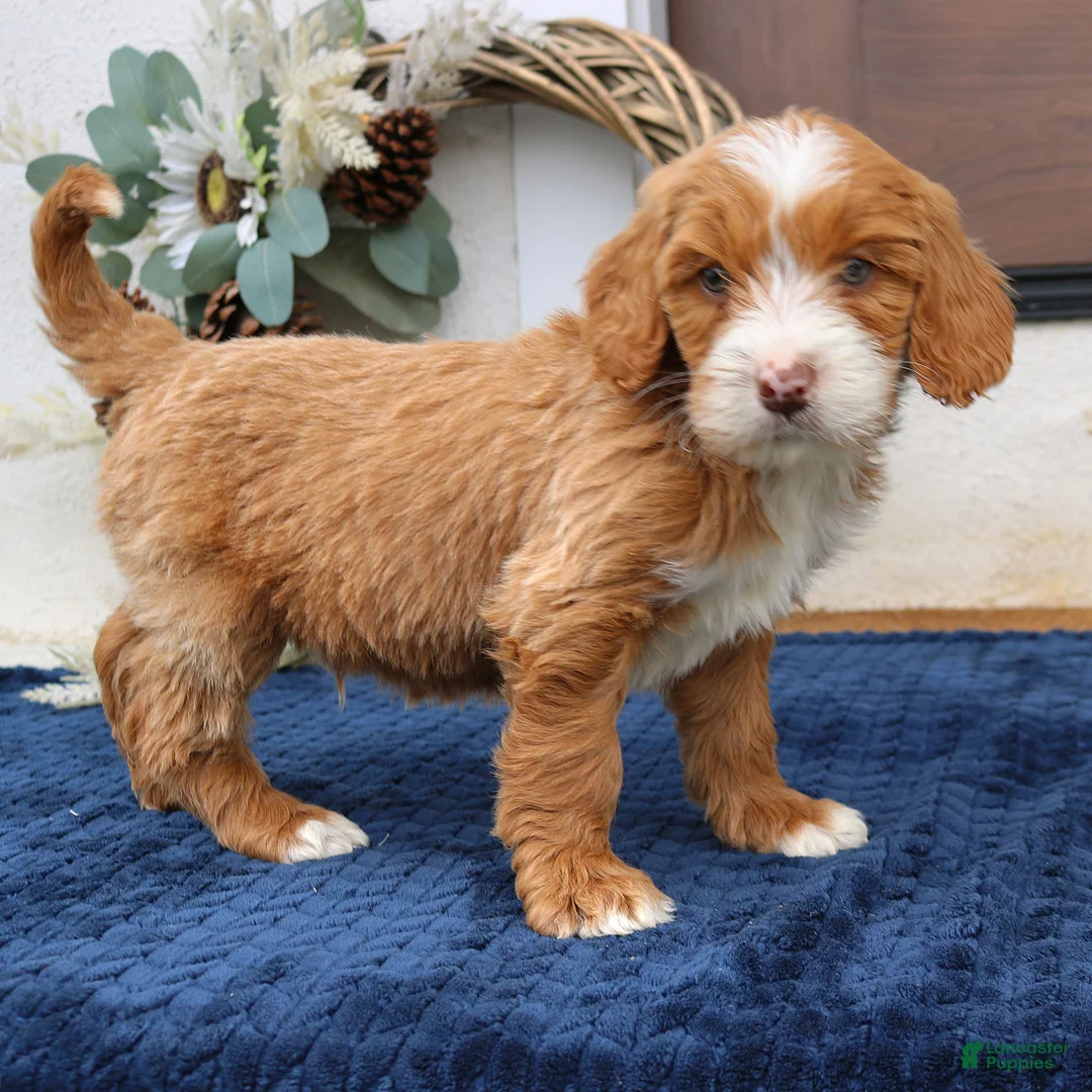 Mini Goldendoodle dogs for sale: Carter  - Ad 2