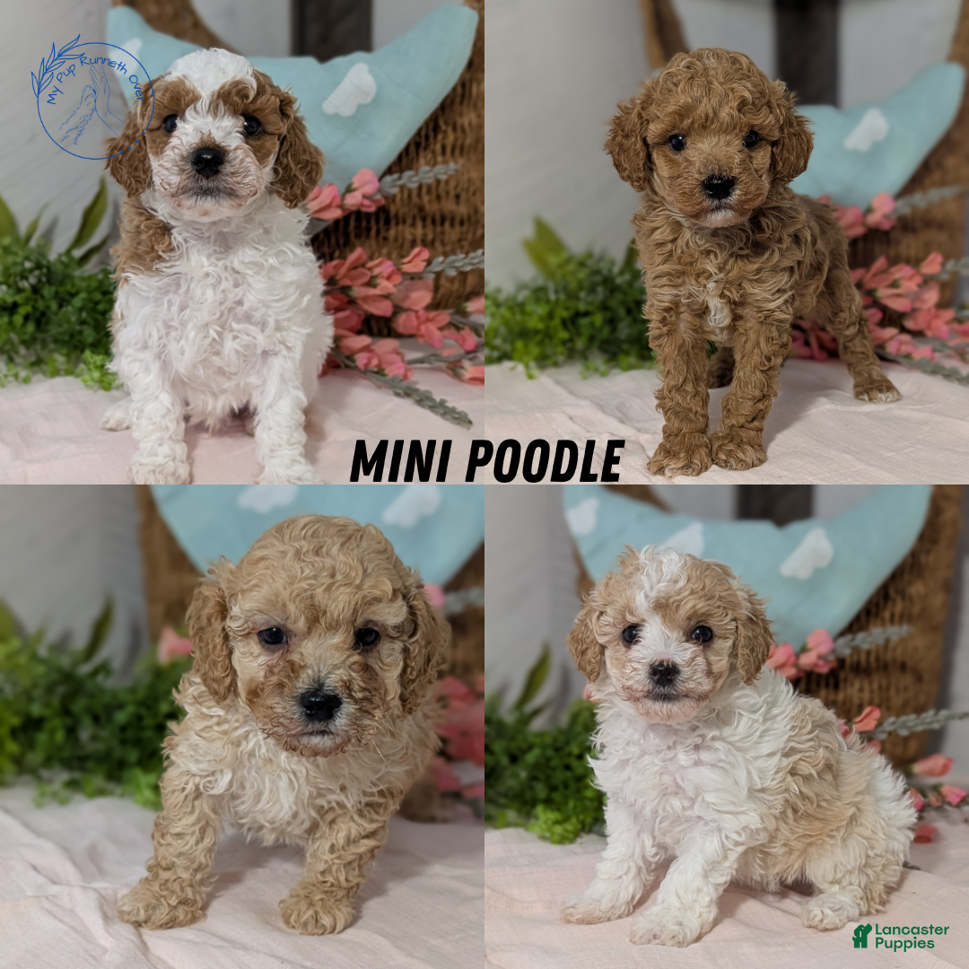 Miniature Poodle dogs for sale: Ziggy - Ad 13