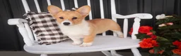 Welsh Corgi Pembroke dogs for sale: Josie Welsh Corgi Pembroke  - Ad 8