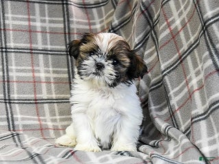 Shih Tzu dogs Molasses - Ad 23