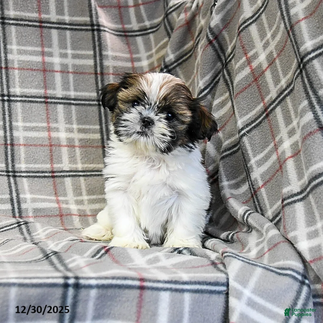 Shih Tzu dogs for sale: Molasses - Ad 6