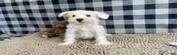 Miniature Schnauzer dogs for sale: Soloman - Ad 7