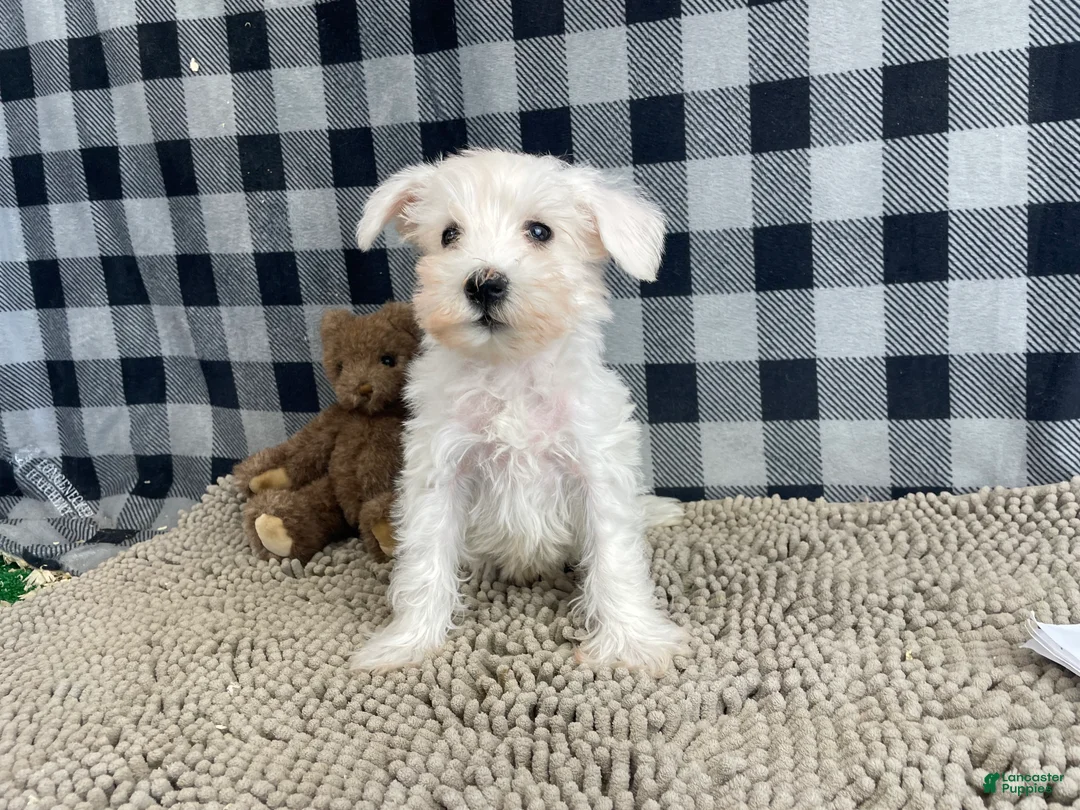 Miniature Schnauzer dogs for sale: Soloman - Ad 7