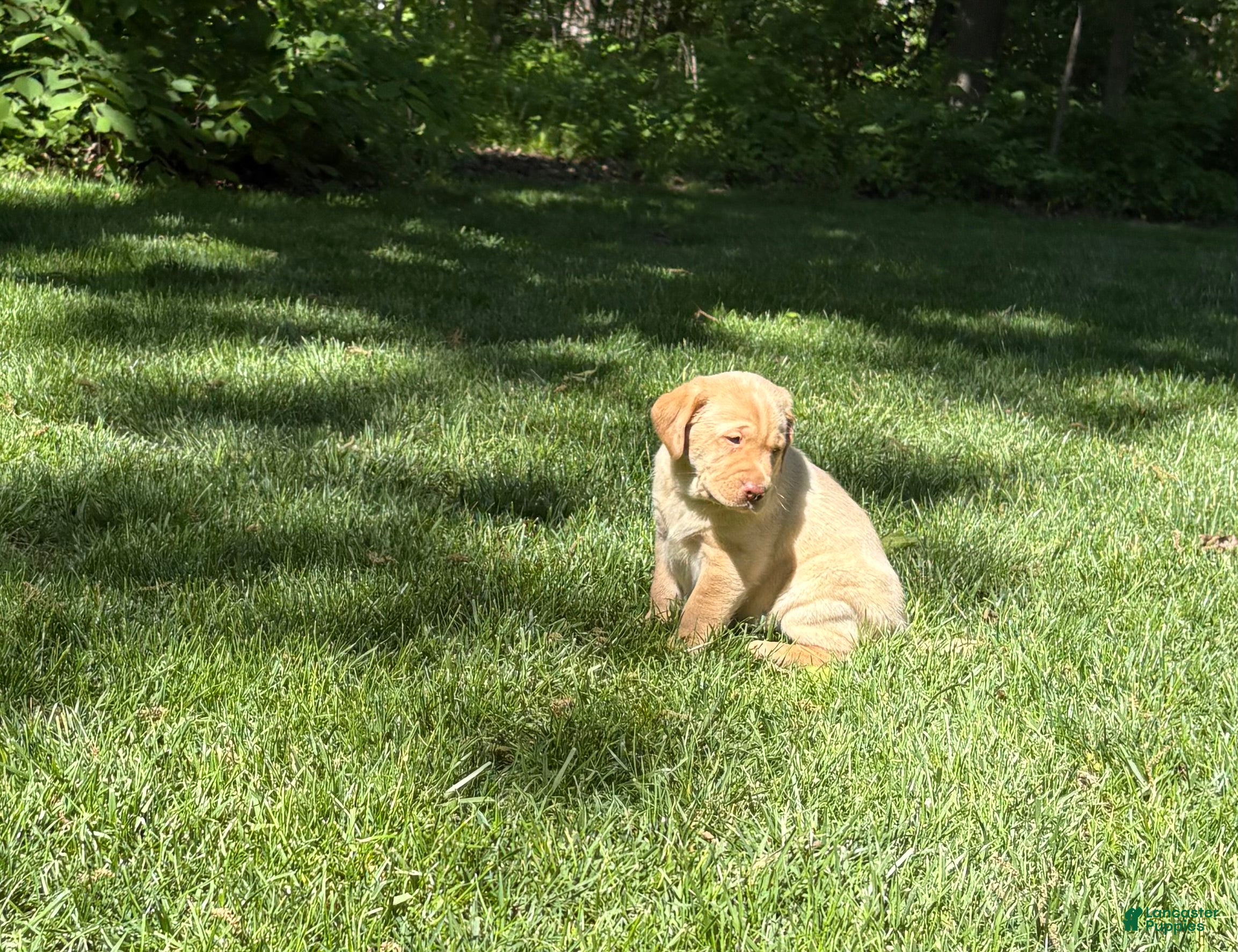 Labrador Retriever dogs Sadie - Ad 2