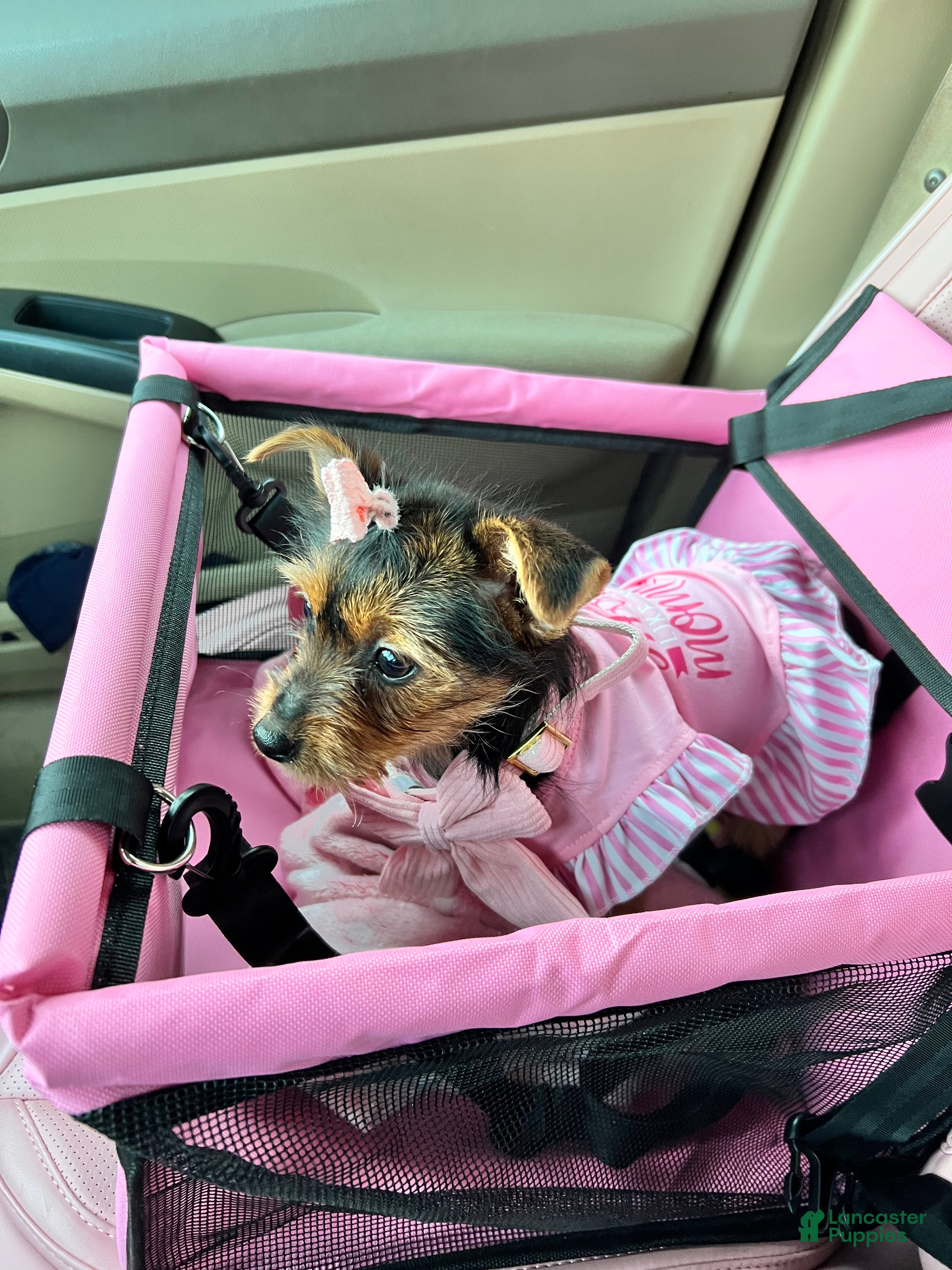 Yorkshire Terrier dogs for sale: Female Yorkshire Terrier - Ad 1