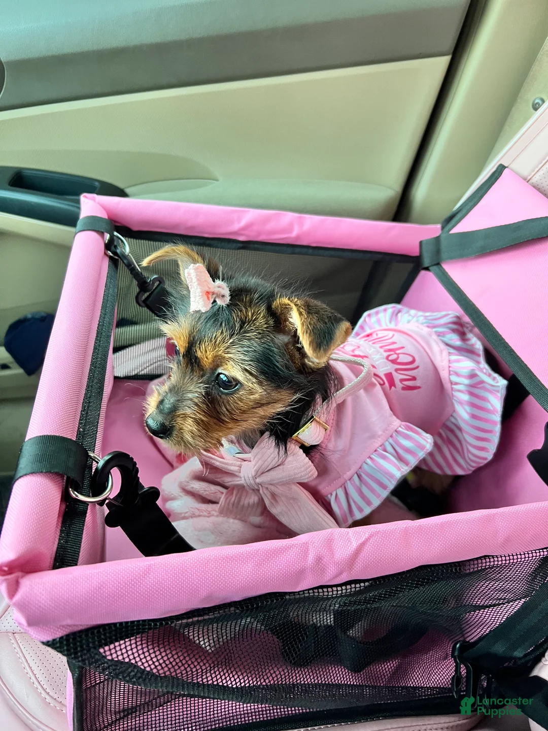 Yorkshire Terrier dogs for sale: Female Yorkshire Terrier - Ad 1