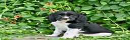 English Springer Spaniel dogs for sale: Storm  - Ad 1