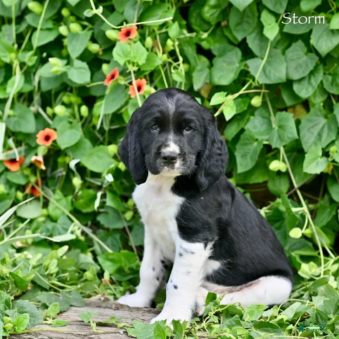 English Springer Spaniel dogs for sale: Storm  - Ad 1