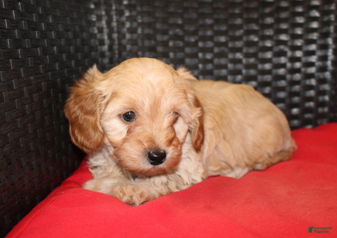 Cavapoo dogs for sale: Rudolph  - Ad 2