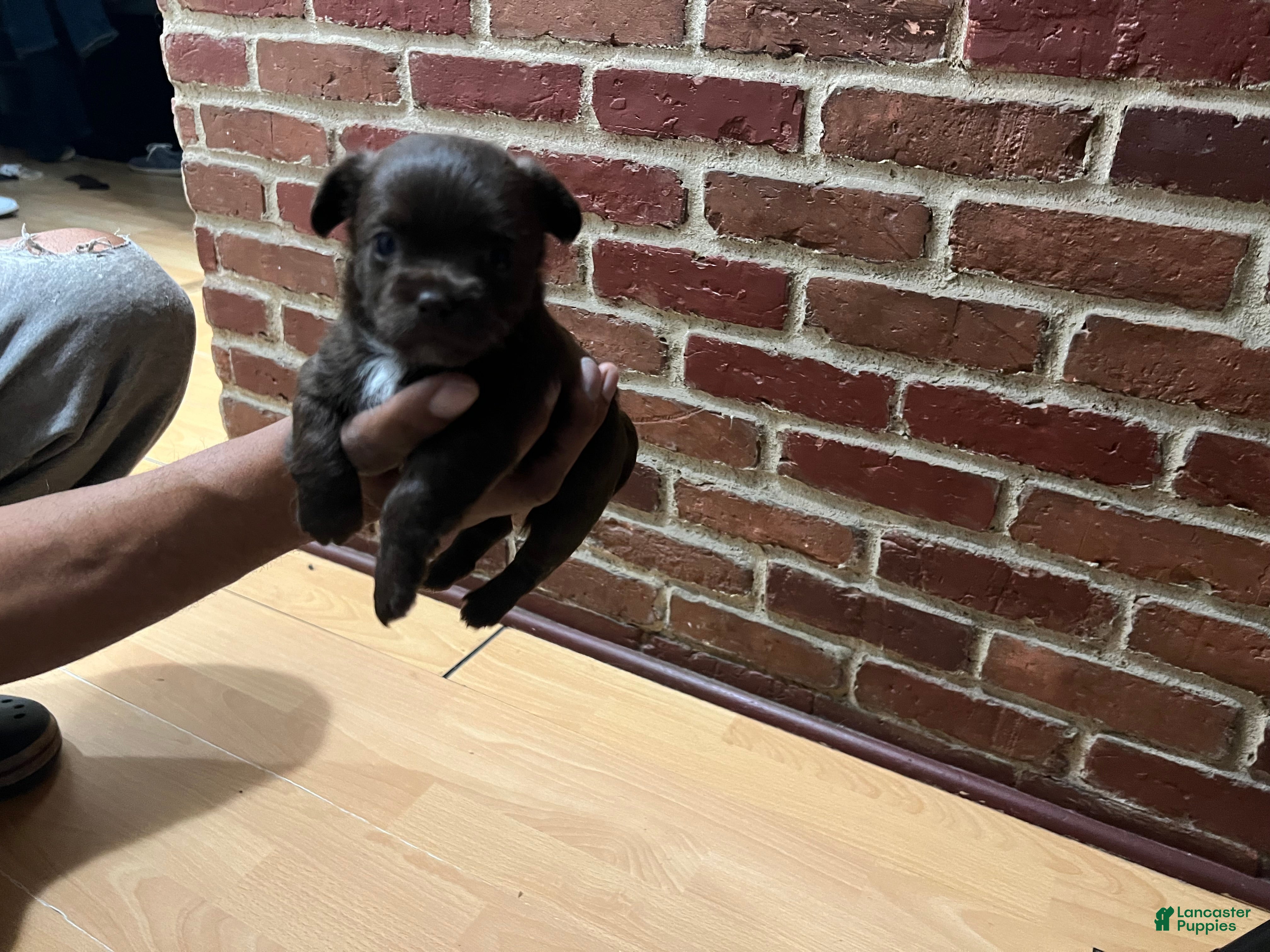 Chihuahua dogs Chihuahua Puppy 2 - Ad 15