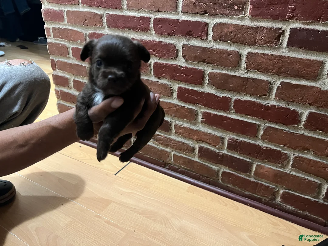 Chihuahua dogs for sale: Chihuahua Puppy 2 - Ad 1