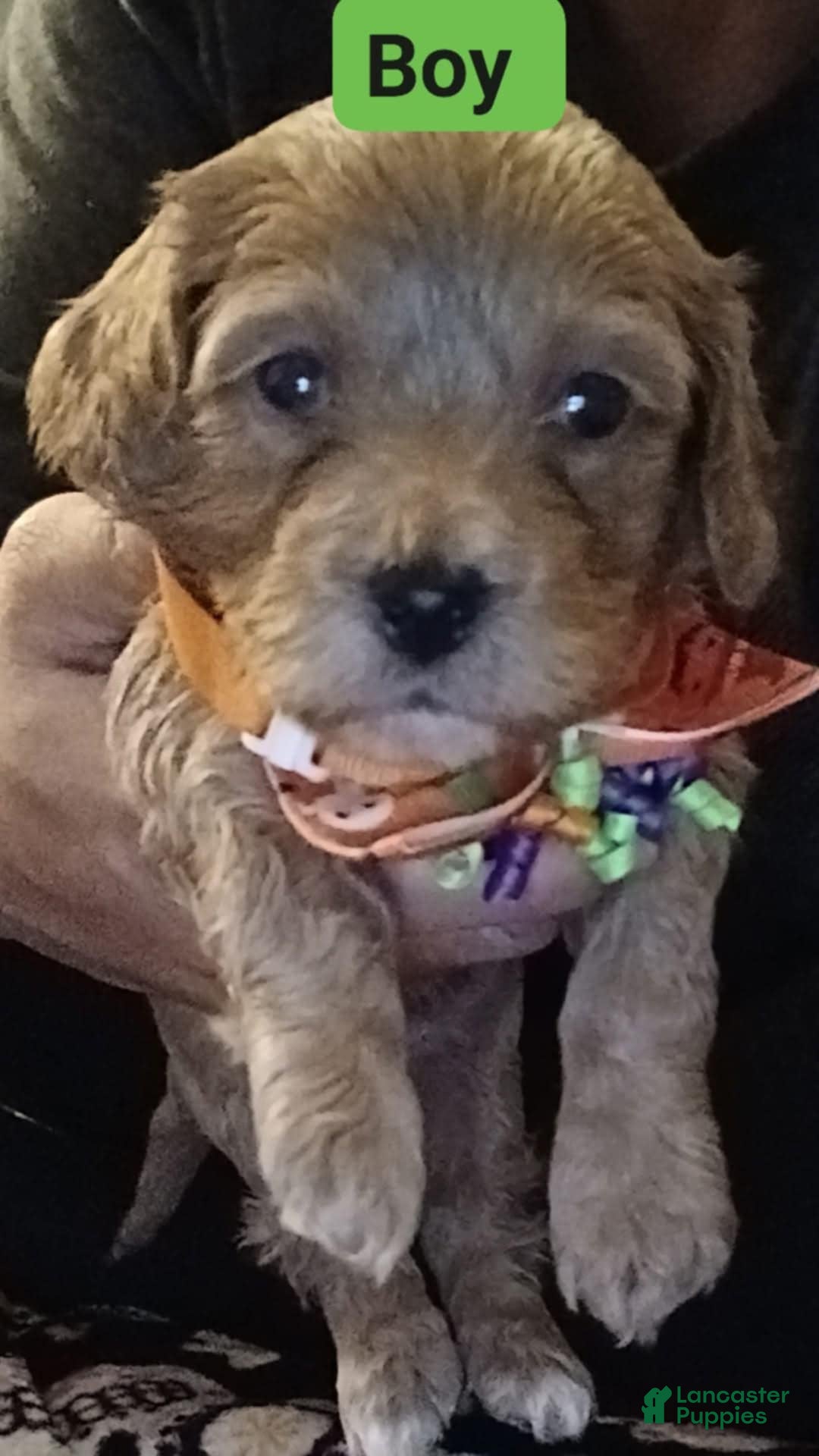 Mixed Breed dogs Mixed Breed Puppy 2 - Ad 34