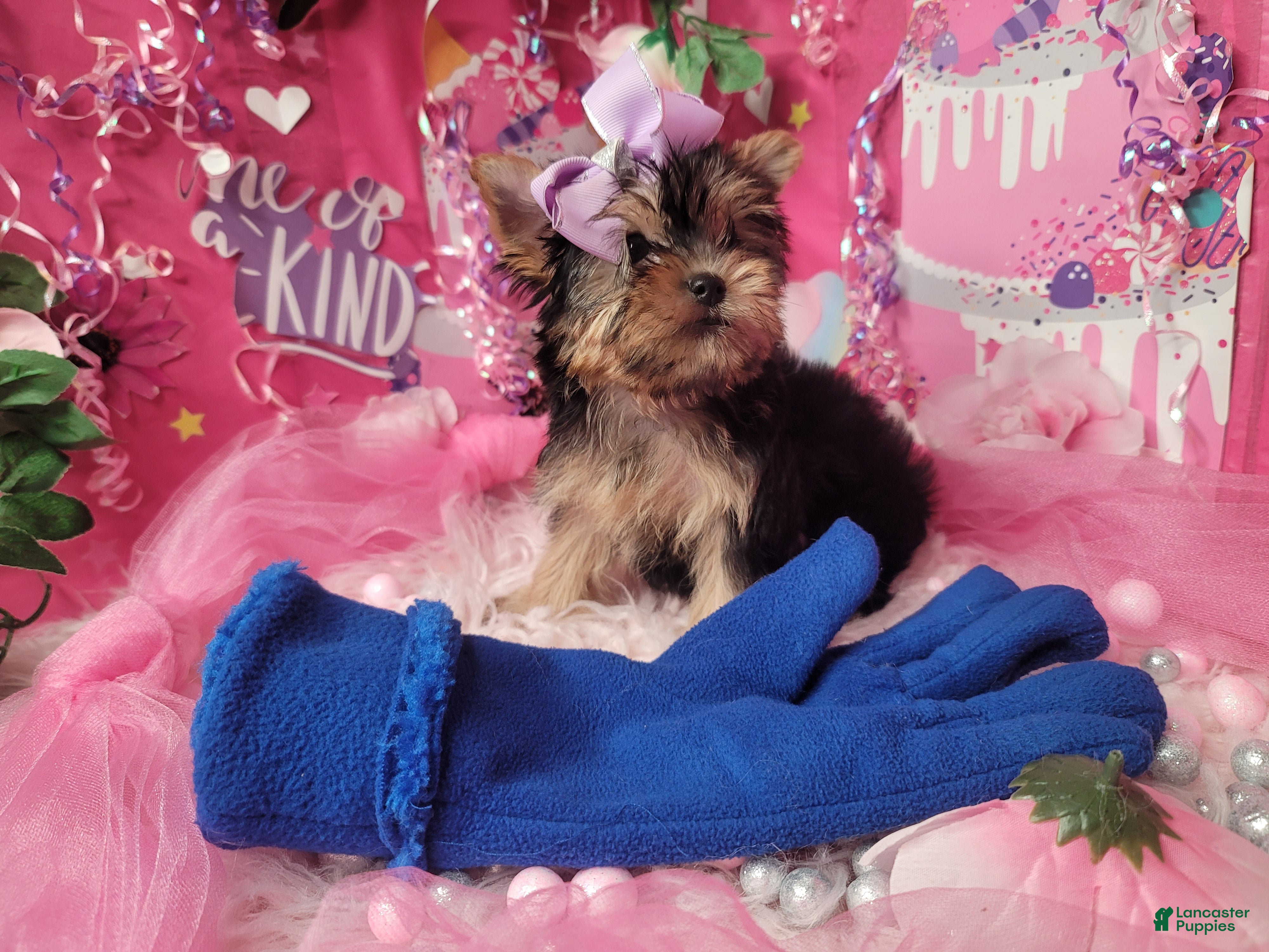 Yorkshire Terrier dogs Adorable - Ad 1