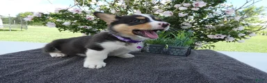 Welsh Corgi Pembroke 2 Wally