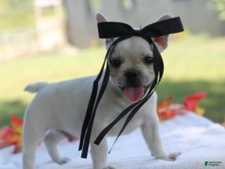 French Bulldog dogs - Ad 38