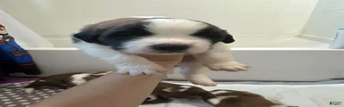 Bo