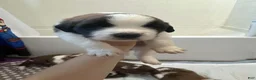 Saint Bernard dogs for sale: Bo - Ad 1