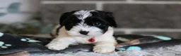 Cavapoo dogs for sale: Dakota - Ad 10
