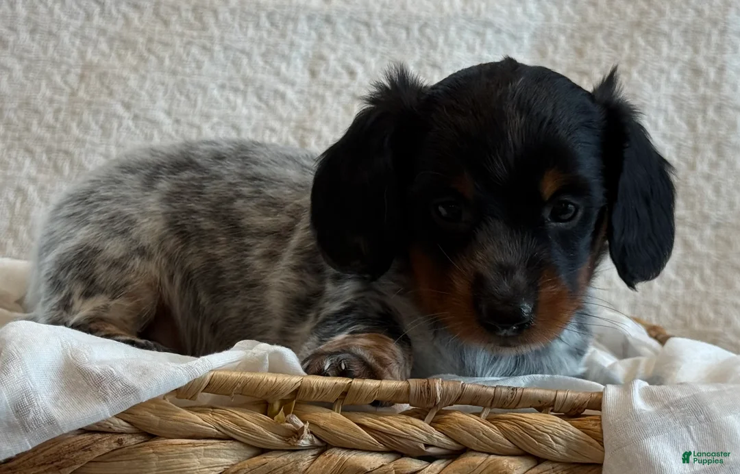 Miniature Dachshund dogs for sale: Alexis - Ad 2