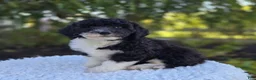 Sheepadoodle dogs for sale: Harper - Ad 7