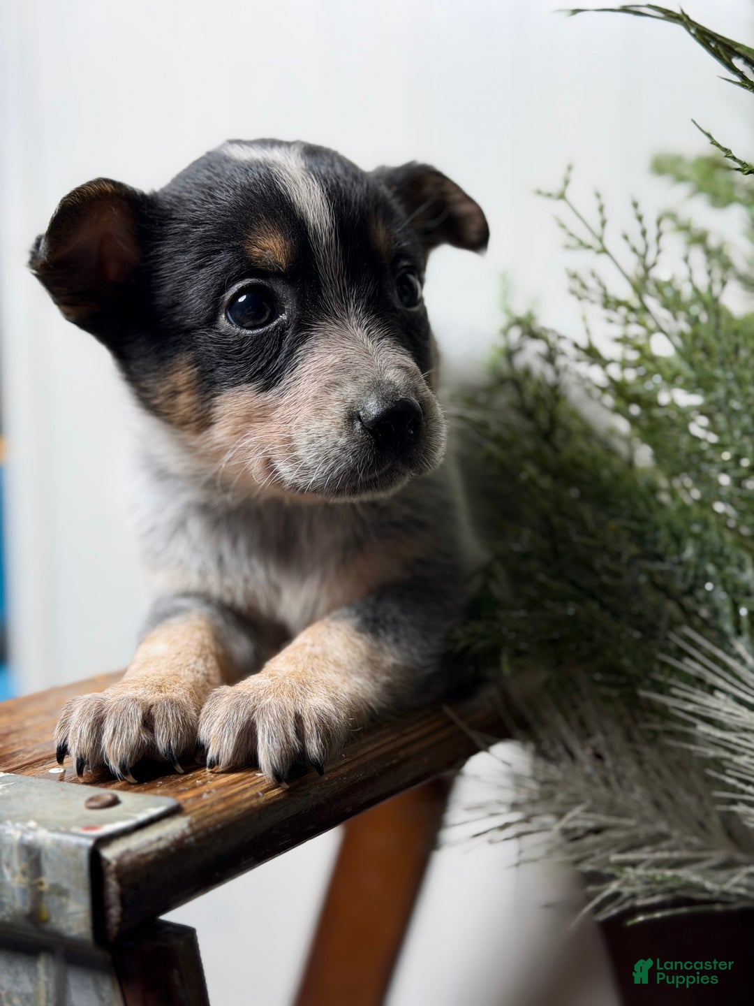 Australian Cattle Dog dogs for sale: Australian Cattle Dog Puppy 10 - Ad 5