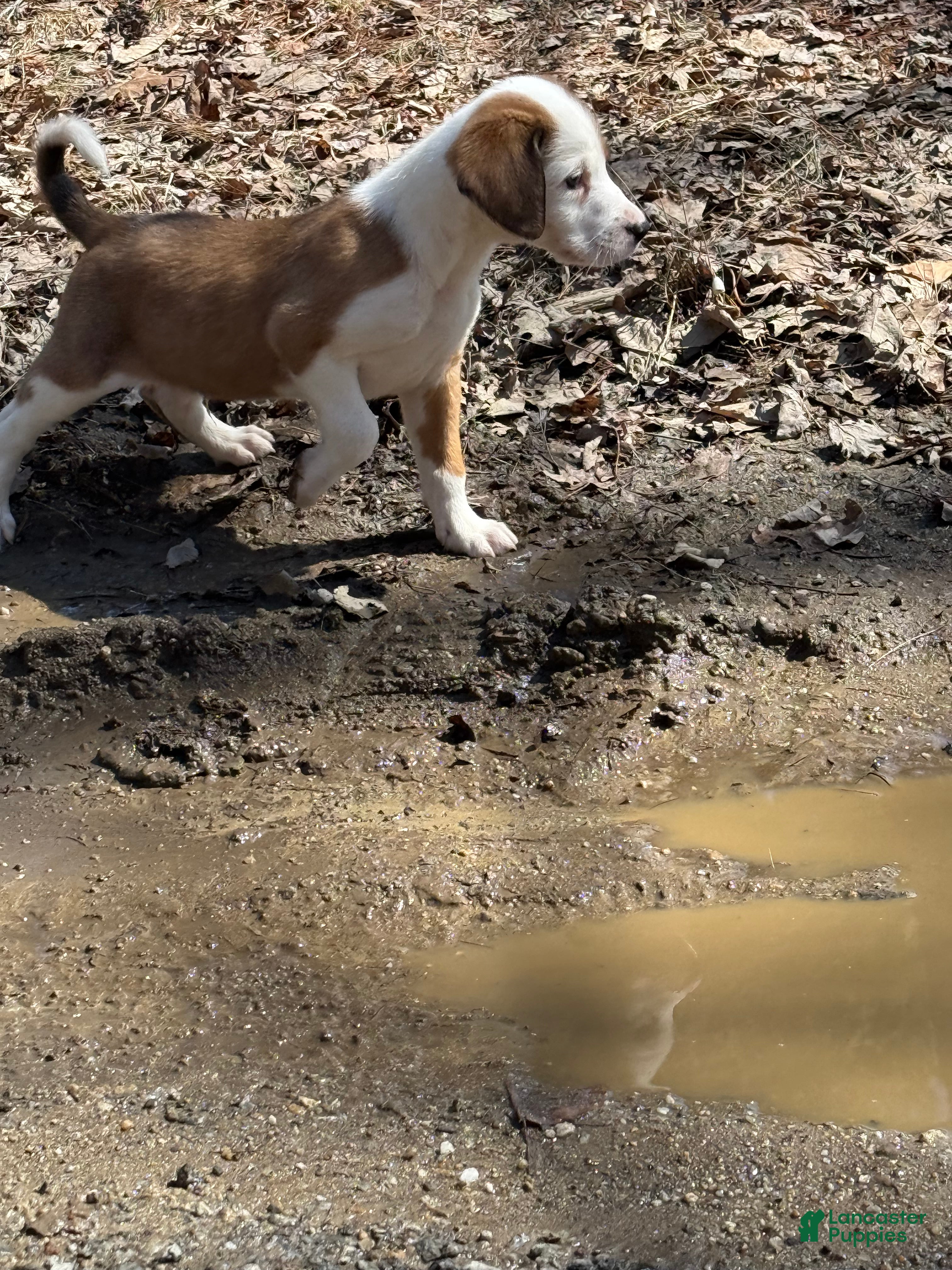 Mixed Breed dogs Mixed Breed Puppy 3 - Ad 17