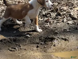 Mixed Breed dogs Mixed Breed Puppy 3 - Ad 17