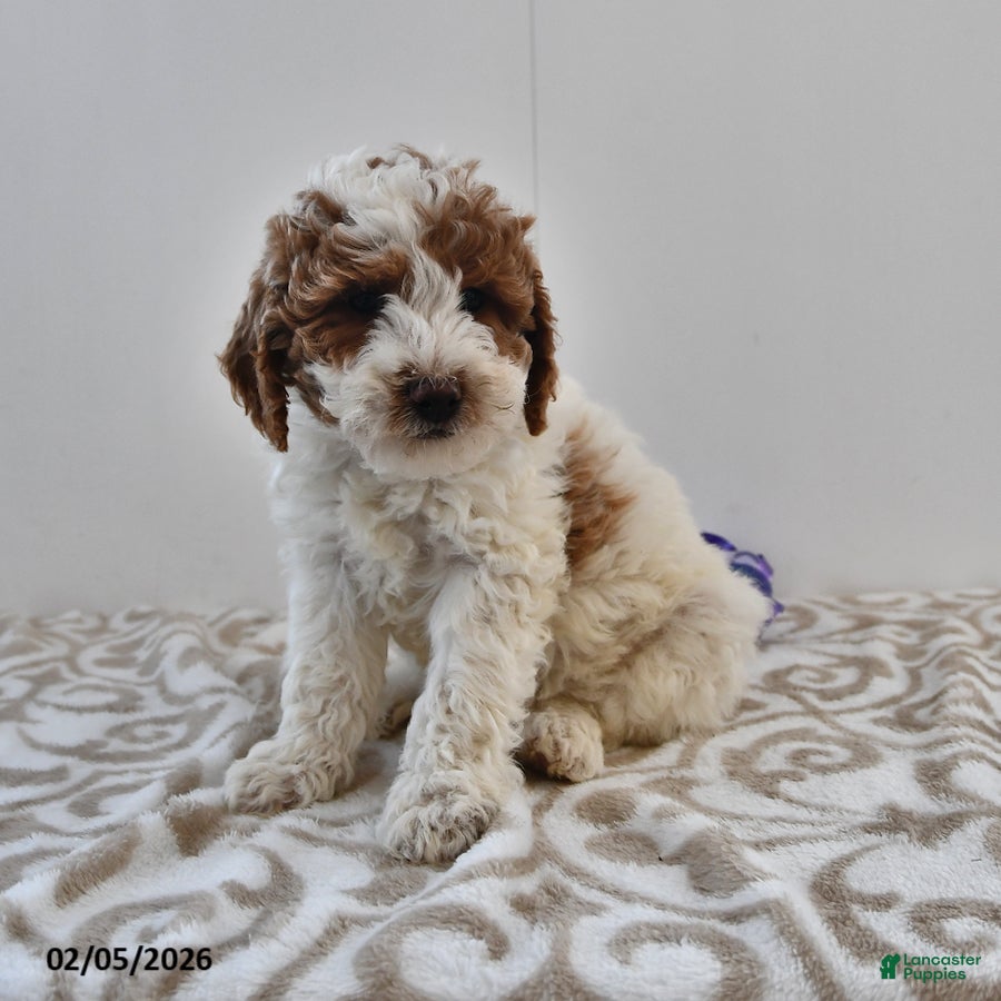 Mini Goldendoodle dogs Oakley - Ad 2