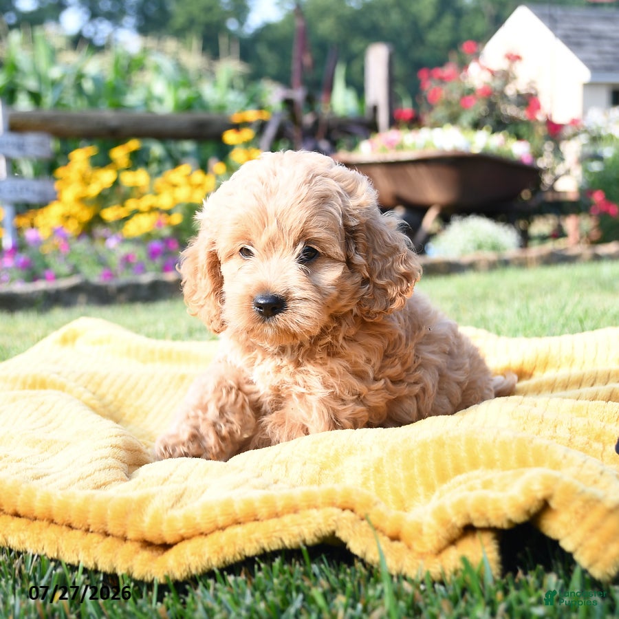 Cockapoo dogs Lulu - Ad 1