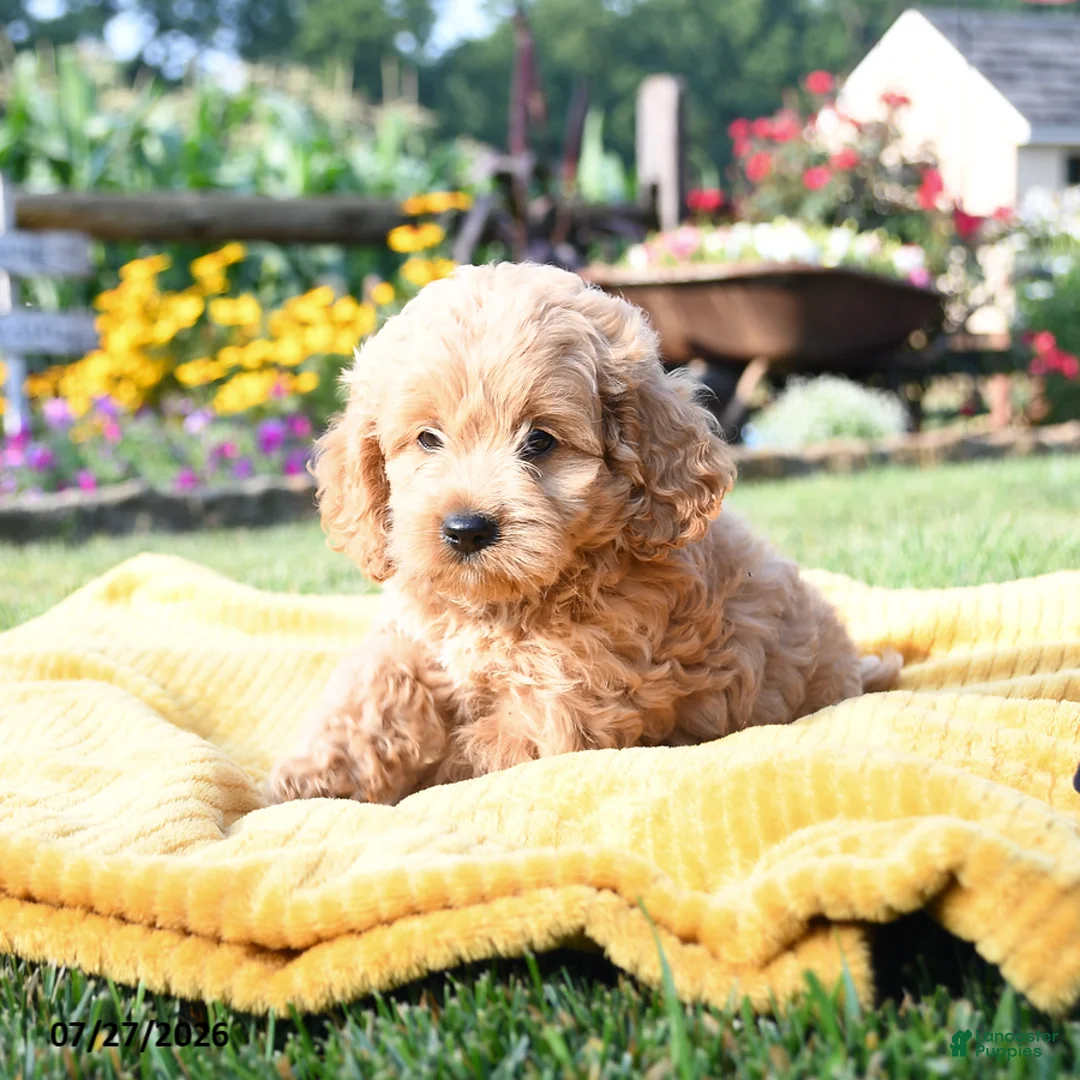 Cockapoo dogs for sale: Lulu - Ad 1