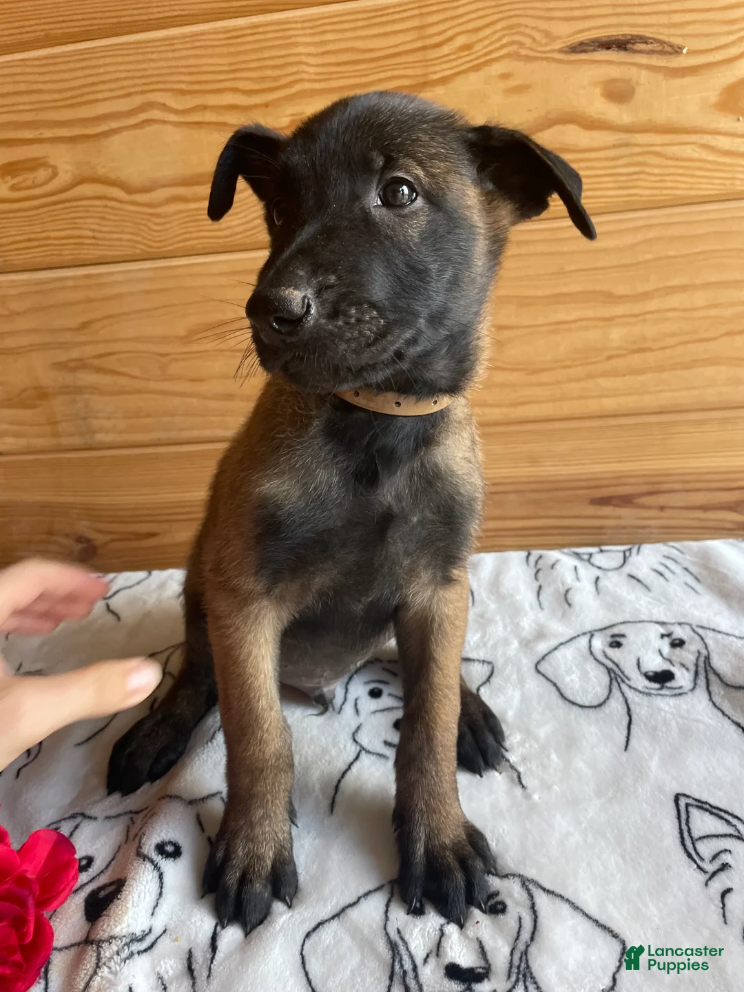Belgian Malinois dogs for sale: Axel - Ad 2
