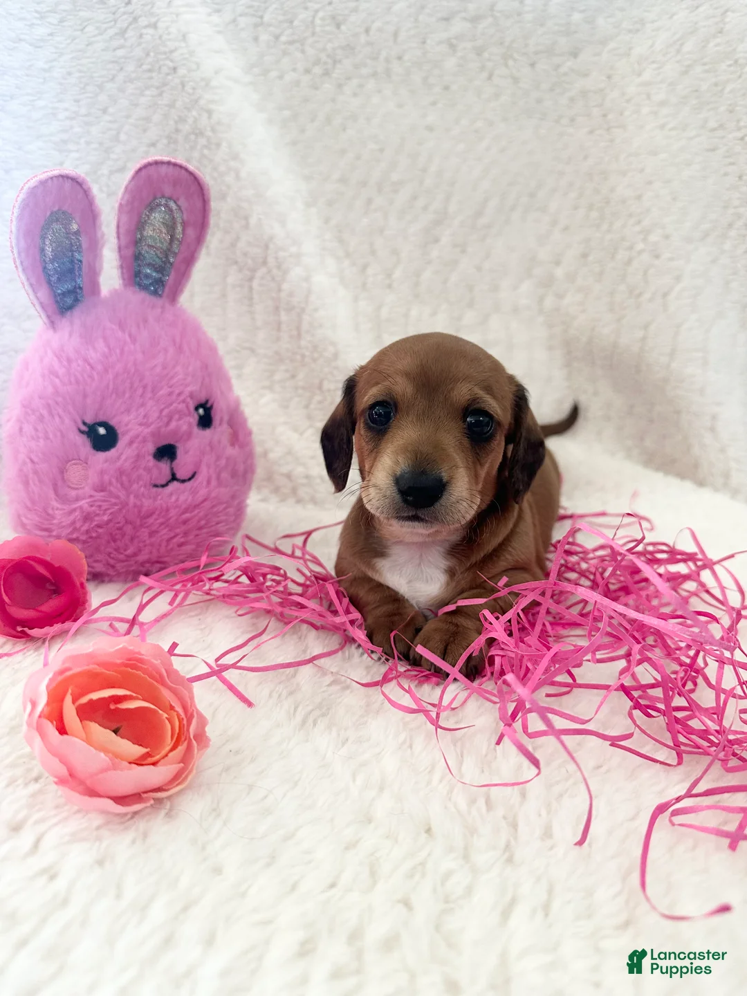 Dachshund dogs for sale: Dachshund Puppy 1 - Ad 1