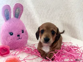Dachshund dogs Dachshund Puppy 1 - Ad 1