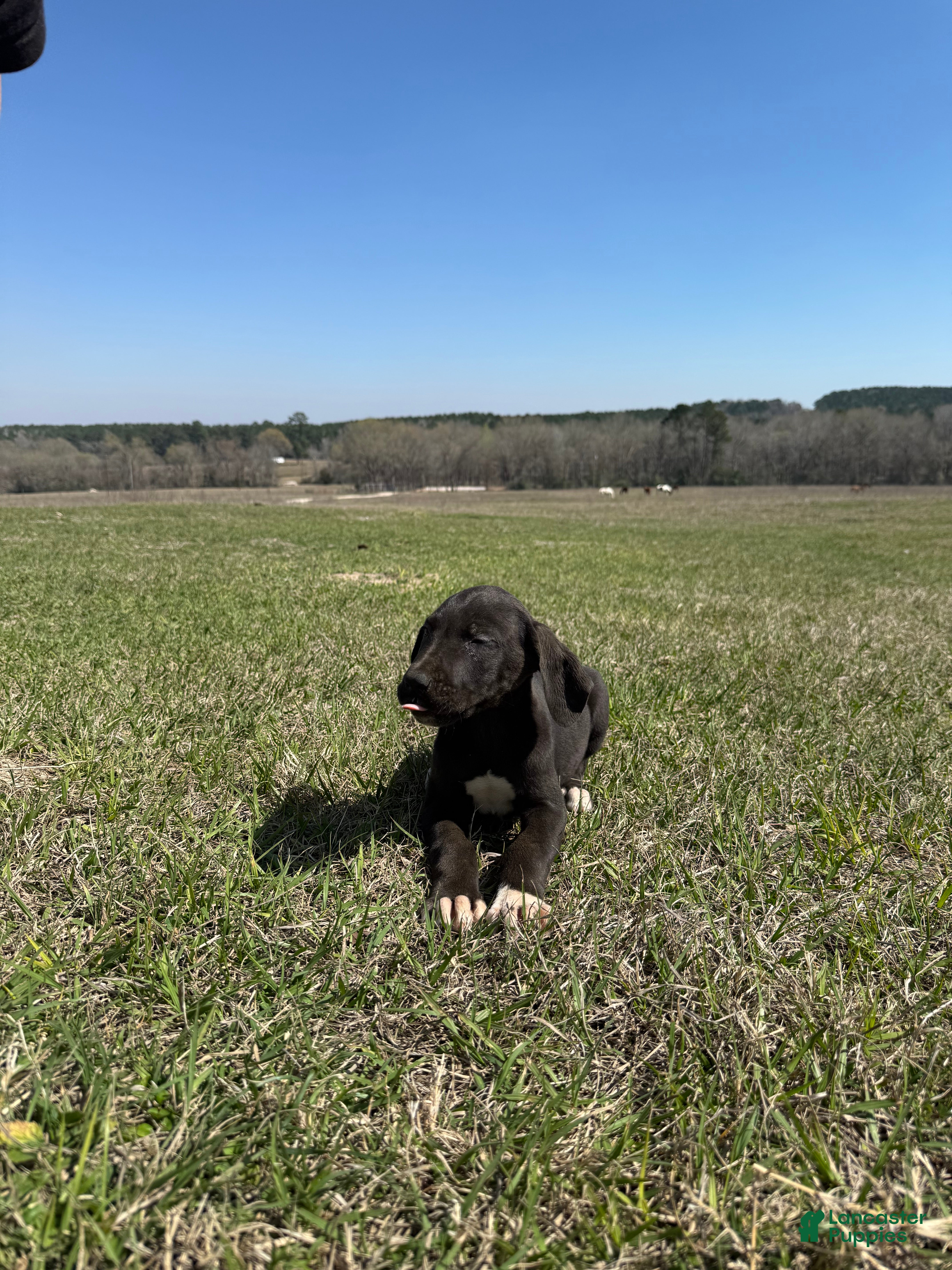 Great Dane dogs Great Dane Puppy 9 - Ad 1