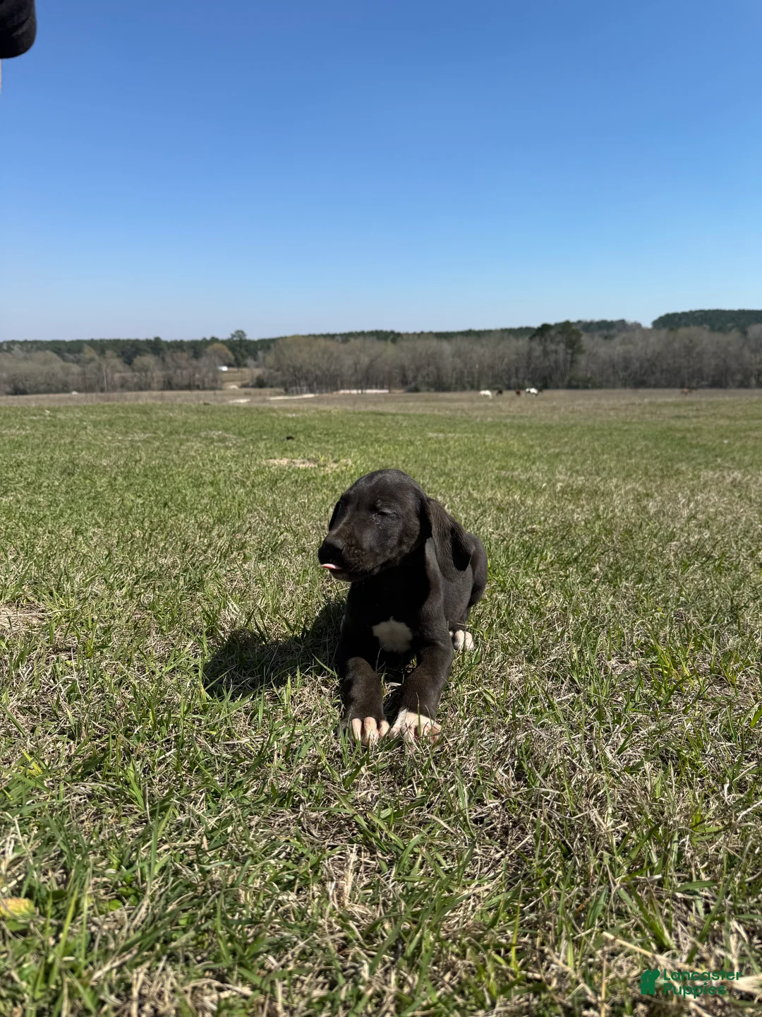 Great Dane dogs for sale: Great Dane Puppy 9 - Ad 1