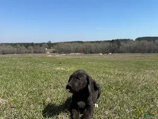 Great Dane dogs for sale: Great Dane Puppy 9 - Ad 4