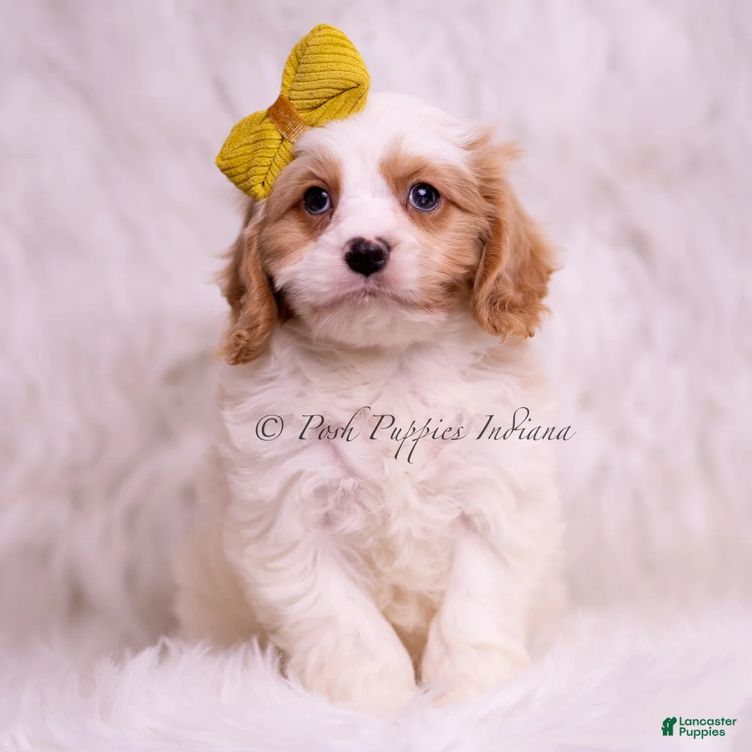 Cavapoo dogs for sale: Zoomie - Ad 3